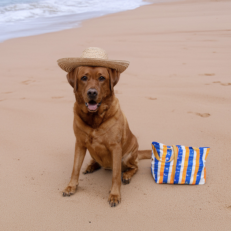 Hund am Strand